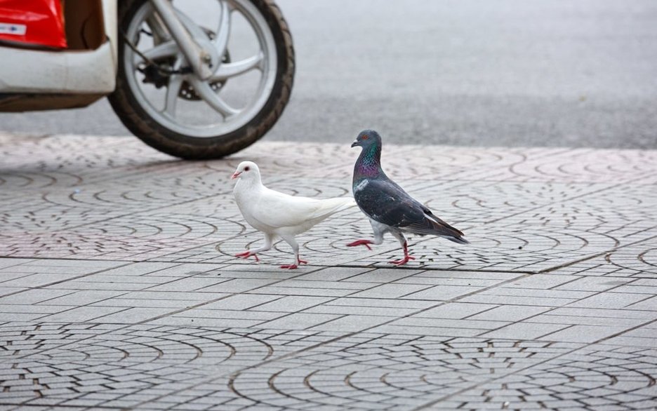 Das Bild zeigt zwei Tauben mit geringem Abstand zum Vorderrad eines Motorrollers. Dies soll zeigen, dass Vögel ihre Fluchtdistanzen an die Geschwindigkeit heranfahrender Fahrzeuge anpassen können. Link zum Artikel.