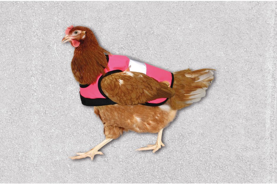 Das Bild zeigt ein braunes Huhn mit einer speziell für Hühner angefertigten Warnweste in Rot-Weiß. Link zur vergrößerten Darstellung des Bildes.