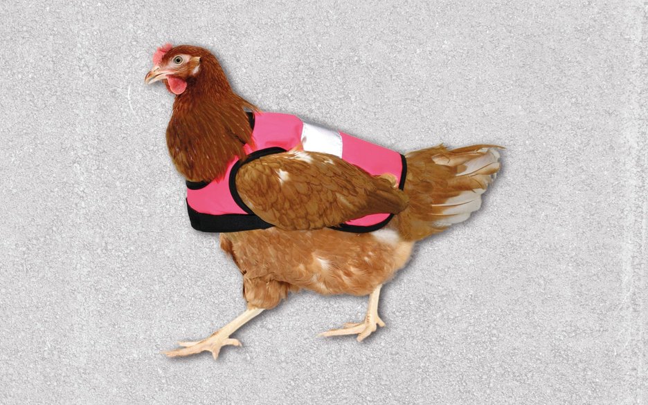 Das Bild zeigt ein braunes Huhn mit einer speziell für Hühner angefertigten Warnweste in Rot-Weiß. Link zum Artikel.