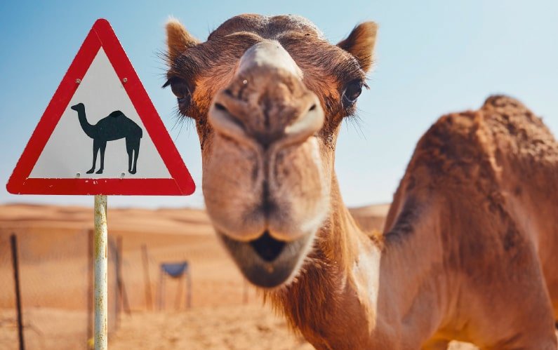 Das Bild zeigt ein Kamel, das in die Kamera blickt. Neben ihm ist das Warnschild „Vorsicht, Kamel kreuzt“ zu sehen. Diese sind eine Gefahr für Autofahrer in Israel. Link zum Artikel.