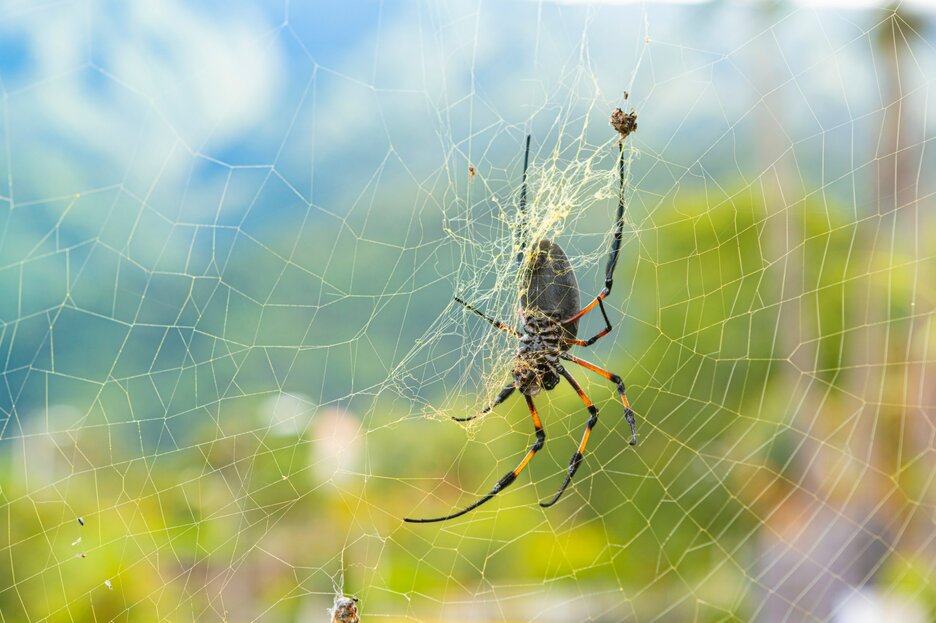 Das Bild zeigt die Bauchseite der goldenen Radnetzspinne in ihrem Spinnennetz. Ihre Spinnenfäden sind stark, reißfest und enorm dehnbar. Das ideale Material, um menschliche Nerven und Knochengewebe zu reparieren. Link zur vergrößerten Darstellung des Bildes.