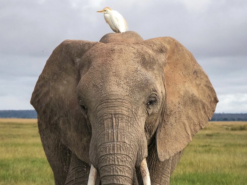 Das Bild zeigt einen weißen Kuhreiher, der auf dem Rücken eines Elefanten sitzt. Von hier aus fängt er Insekten oder reinigt den Dickhäuter von Parasiten. Link zur vergrößerten Darstellung des Bildes.