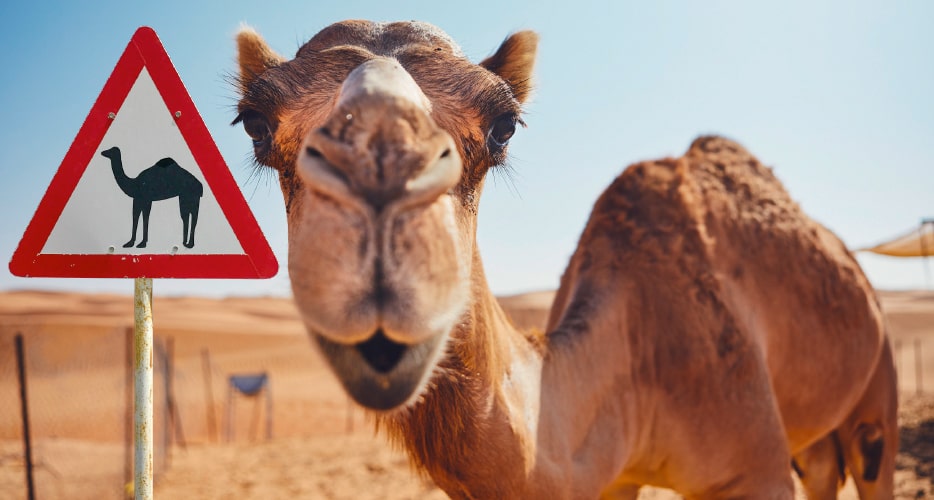 Das Bild zeigt ein Kamel, das in die Kamera blickt. Neben ihm ist das Warnschild „Vorsicht, Kamel kreuzt“ zu sehen. Diese sind eine Gefahr für Autofahrer in Israel. Link zur vergrößerten Darstellung des Bildes.