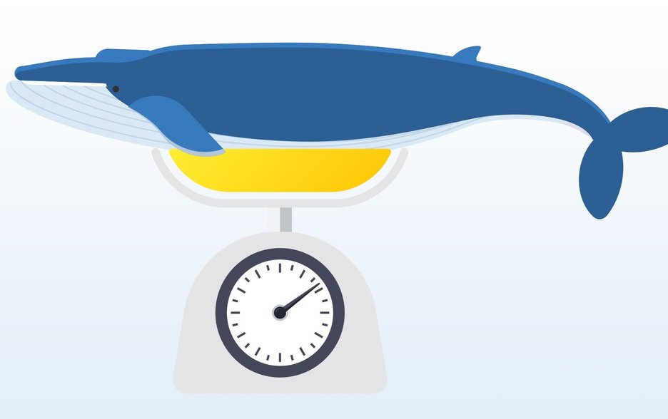 Zu sehen ist die Illustration eines Blauwals auf einer Küchenwaage. Das Bild verdeutlicht, dass es unmöglich ist, das schwerste Tier der Erde lebend zu wiegen.