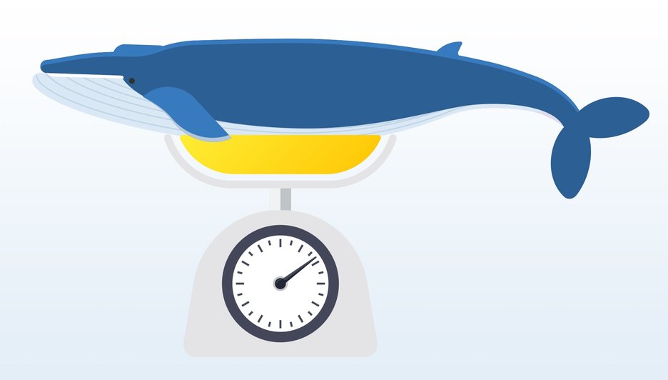 Zu sehen ist die Illustration eines Blauwals auf einer Küchenwaage. Das Bild verdeutlicht, dass es unmöglich ist, das schwerste Tier der Erde lebend zu wiegen. Link zur vergrößerten Darstellung des Bildes.