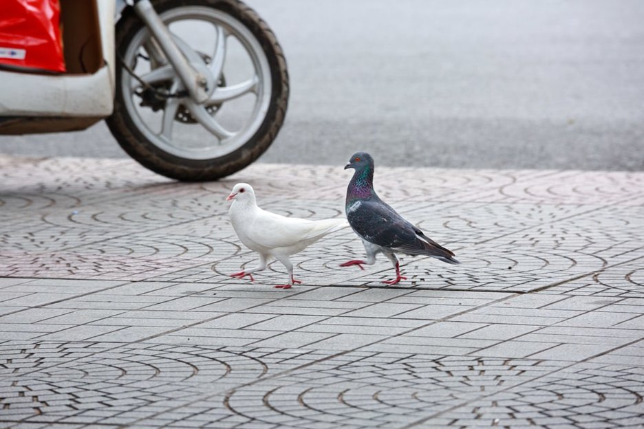Das Bild zeigt zwei Tauben mit geringem Abstand zum Vorderrad eines Motorrollers. Dies soll zeigen, dass Vögel ihre Fluchtdistanzen an die Geschwindigkeit heranfahrender Fahrzeuge anpassen können. Link zur vergrößerten Darstellung des Bildes.