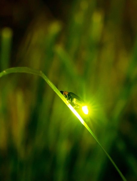 Das Bild zeigt ein leuchtendes Glühwürmchen bei Nacht, das auf einem grünen Blatt sitzt.