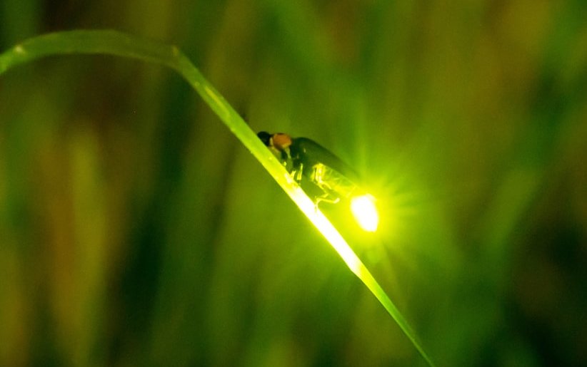 Das Bild zeigt ein leuchtendes Glühwürmchen bei Nacht, das auf einem grünen Blatt sitzt. Link zum Artikel.