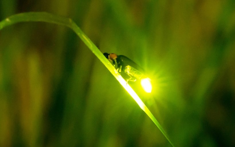 Das Bild zeigt ein leuchtendes Glühwürmchen bei Nacht, das auf einem grünen Blatt sitzt. Link zur vergrößerten Darstellung des Bildes.