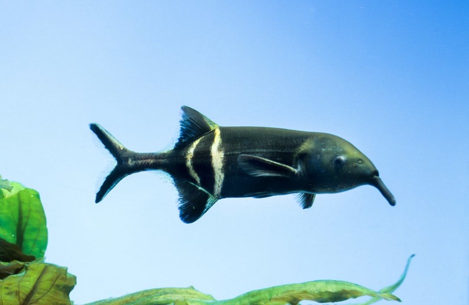 Der Elefantenrüsselfisch ist mit zwei Volt im Wasser unterwegs. Er nutzt Stromstöße, um sich zu orientieren und Beute zu finden. Seine Nase ist besonders empfindlich. Sie sieht aus wie ein kleiner Rüssel.  Link zur vergrößerten Darstellung des Bildes.