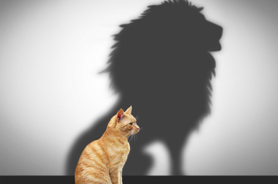 Zu sehen ist ein Symbolfoto, das eine Katze zeigt, die an der Wand einen Schatten als Löwe wirft. Dieses Bild dient zur Verdeutlichung der Einnahme und Wirkung der Droge Crystal Meth. Link zur vergrößerten Darstellung des Bildes.