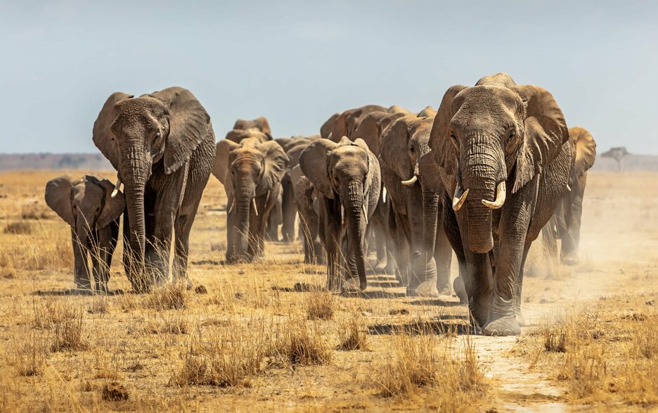 Das Foto zeigt eine Elefantengruppe, die durch die Savanne zieht und auf den Betrachter zu läuft. In der Regel sind es Weibchen, die die Gruppe anführen. Link zum Artikel.