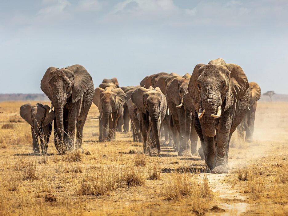 Das Foto zeigt eine Elefantengruppe, die durch die Savanne zieht und auf den Betrachter zu läuft. In der Regel sind es Weibchen, die die Gruppe anführen. Link zur vergrößerten Darstellung des Bildes.