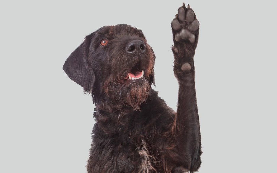 Zu sehen ist ein aufmerksamer schwarzer Hund, der seine linke Vorderpfote hebt. Dies ist ein Symbolfoto, das darauf verweist, dass Hundepfoten keine heißen Untergründe mögen.