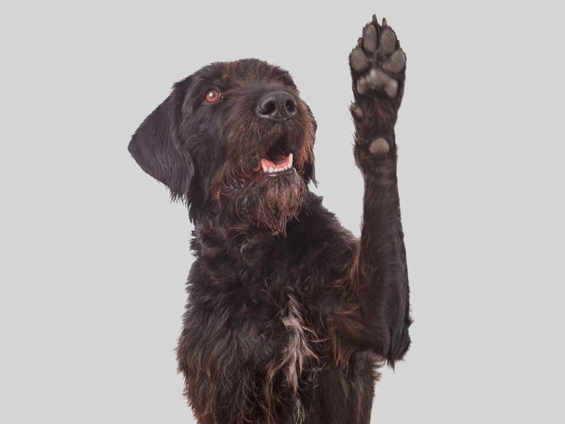 Zu sehen ist ein aufmerksamer schwarzer Hund, der seine linke Vorderpfote hebt. Dies ist ein Symbolfoto, das darauf verweist, dass Hundepfoten keine heißen Untergründe mögen.