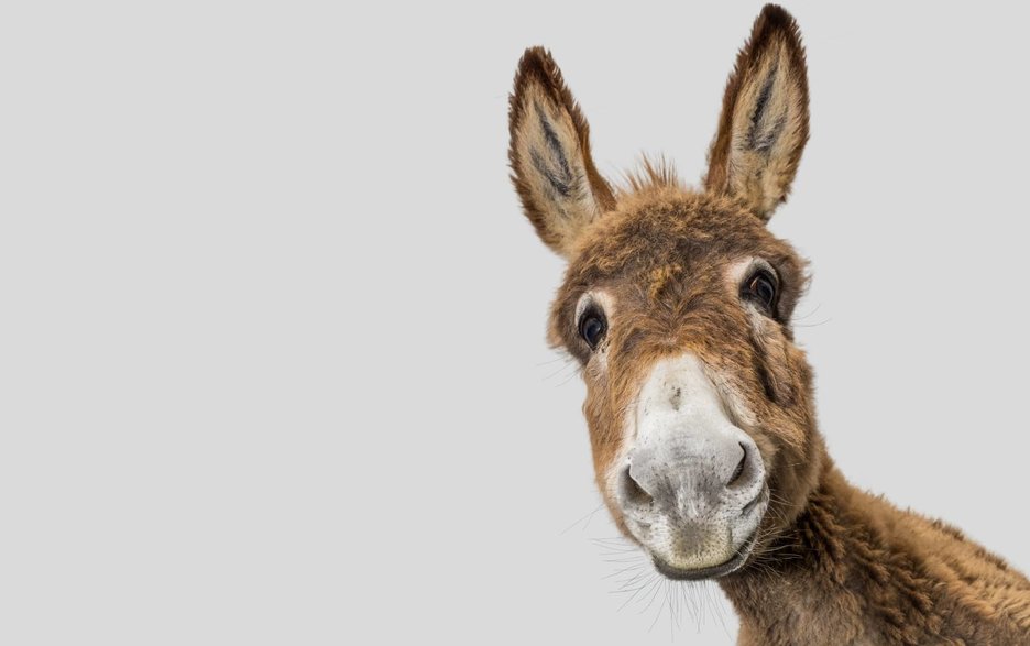 Esel als Fördertier Zu sehen ist ein Esel, der sehr freundlich mit seinen lieben Augen und seinen langen puscheligen Ohren den Betrachter anschaut. Er steht symbolhaft für die 6.000 Esel der Insel Lamu, die dort als Fördertiere benutzt werden, um Lasten zu transportieren. Link zum Artikel.