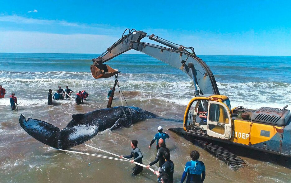 Das Bild zeigt einen Raupenbagger, der im Meer steht. An seiner Baggerschaufel hängen Hebebänder, die um einen gestrandeten Buckelwal gelegt sind. Drumherum stehen viele Helfer im Wasser, die mithelfen den Wal ins tiefere Wasser zu bekommen. 