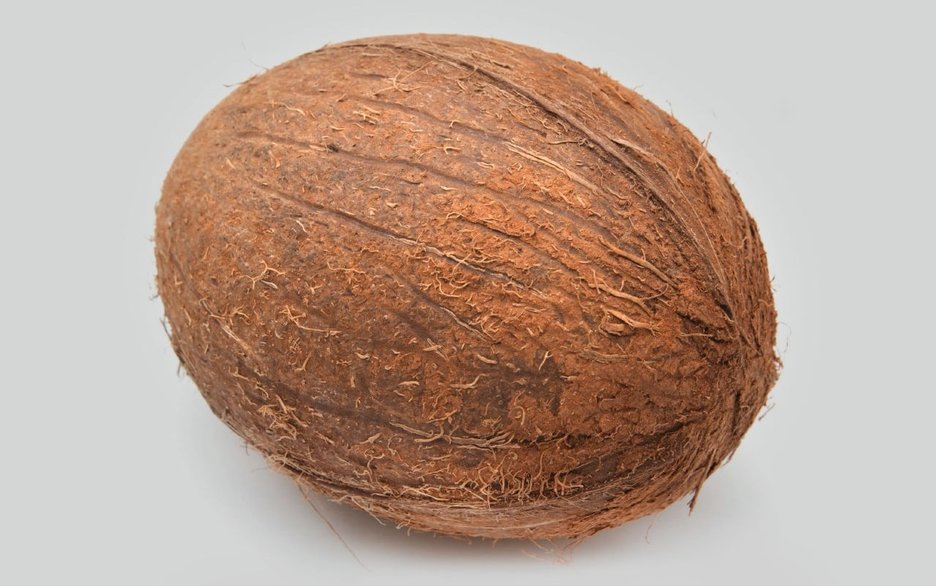 Zu sehen ist eine Kokosnuss als Symbolfoto. Sie soll verdeutlichen, dass fallende Kokosnüsse für Menschen, die sich im Schatten unter Palmen aufhalten, lebensgefährlich sein können. Etwa 150 Menschen werden pro Jahr von Kokosnüssen erschlagen.