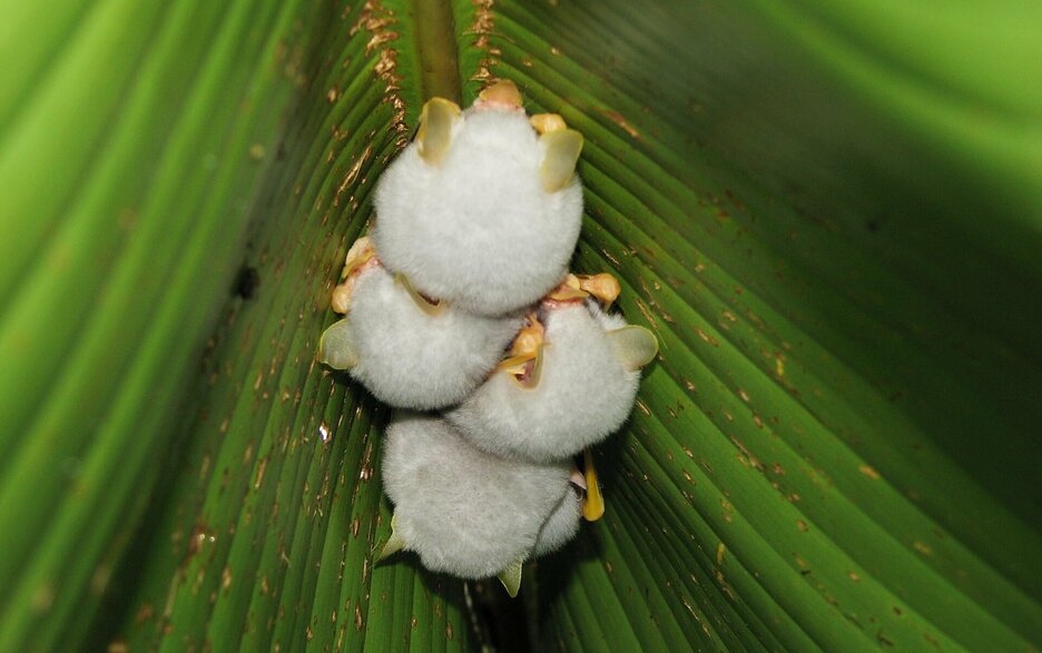 Das Foto zeigt vier kleine weiße Fledermäuse, die in einem engen Blattversteck hängen. Hier verbringen sie den Tag zurückgezogen einzeln oder in Gruppen. Link zum Artikel.