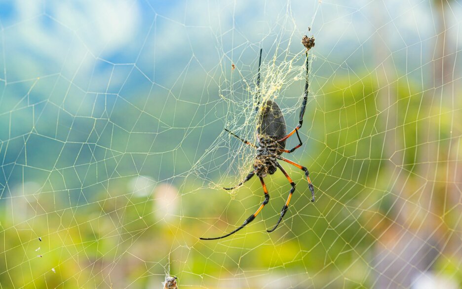 Das Bild zeigt die Bauchseite der goldenen Radnetzspinne in ihrem Spinnennetz. Ihre Spinnenfäden sind stark, reißfest und enorm dehnbar. Das ideale Material, um menschliche Nerven und Knochengewebe zu reparieren. Link zum Artikel.