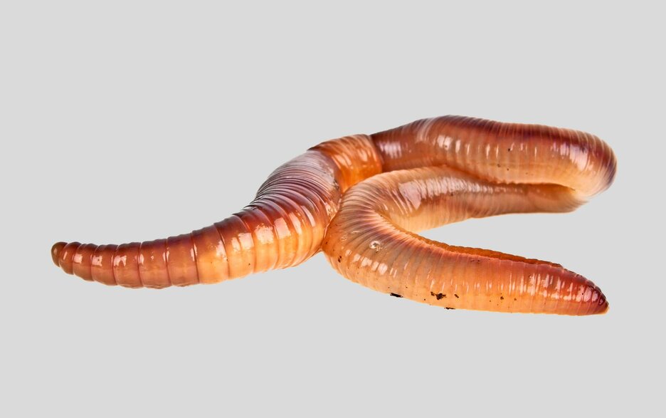 Regenwürmer sind Bohrgräber Das Bild zeigt einen liegenden, sich windenden Regenwurm. Gut zu sehen sind die Ringmuskeln, mit deren Hilfe er sich vorn zusammenzieht. Link zum Artikel.