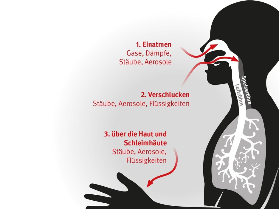 Die Grafik zeigt drei verschiedene Wege, wie Gefahrstoffe in den menschlichen Körper gelangen können. Und zwar über einatmen, verschlucken, die Haut und Schleimhäute. Link zur vergrößerten Darstellung des Bildes.