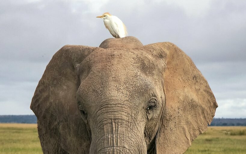 Das Bild zeigt einen weißen Kuhreiher, der auf dem Rücken eines Elefanten sitzt. Von hier aus fängt er Insekten oder reinigt den Dickhäuter von Parasiten.  Link zum Artikel.