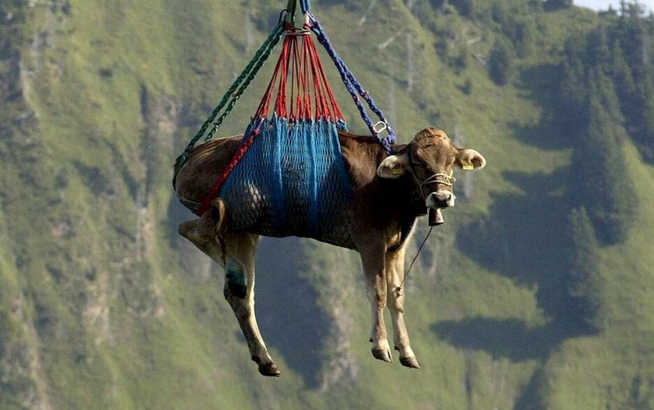 Das Bild zeigt eine Kuh, die in einem Spezialnetz unter einem Helikopter hängt und so sicher ins Tal geflogen wird. Im Hintergrund ist ein Bergpanorama zu sehen. Link zum Artikel.